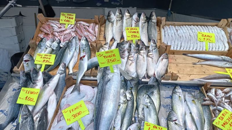 Biga balık halinde günlük balık fiyatları