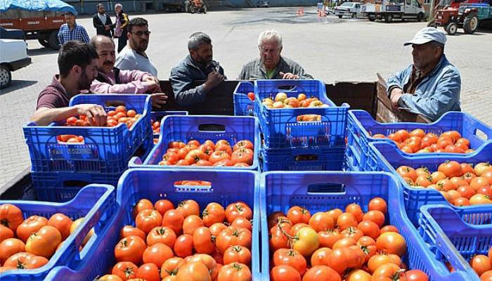 Domates üreticinin yüzünü güldürdü