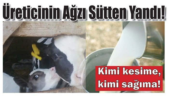 Üreticinin Ağzı Sütten Yandı!