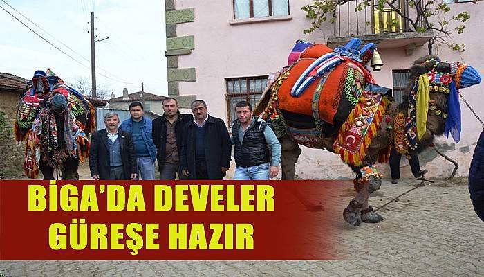 Biga'da develer güreşlere hazır