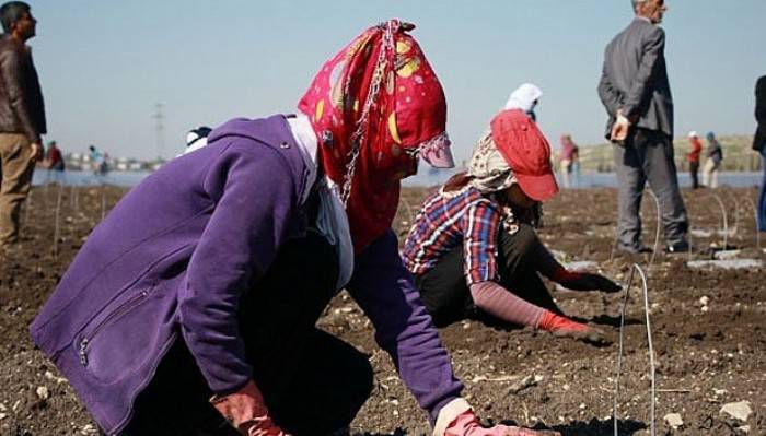  Mevsimlik tarım işçileri ücretleri yüzde 13 arttı