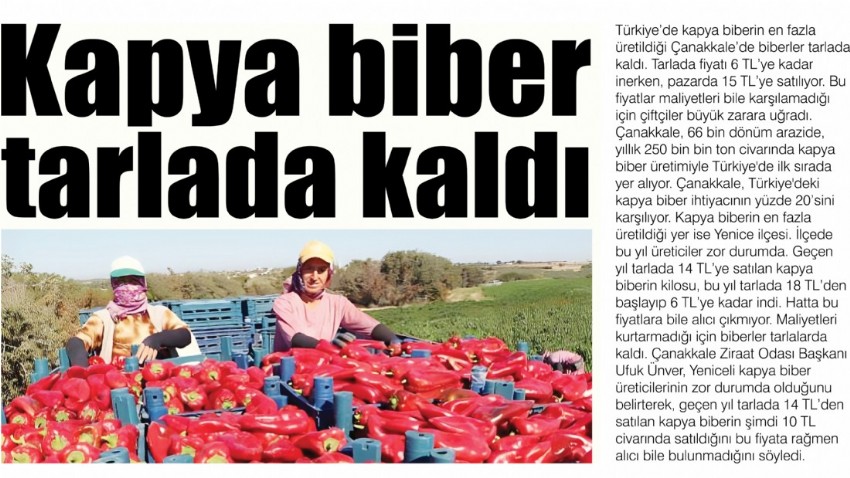 Kapya biber tarlada kaldı