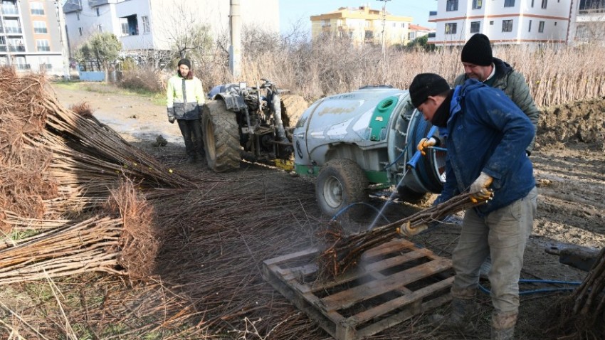 “Meyve Cennetinden dünyaya fidan ihracatı”