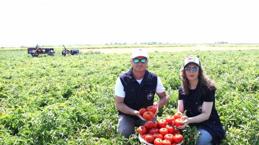 Çanakkale Domatesi İlk Hasatla Sofralara Geri Döndü