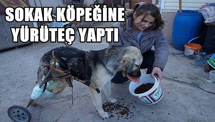  Sakat Kalan Sokak Köpeğine Pazar Arabasından Yürüteç Yaptı