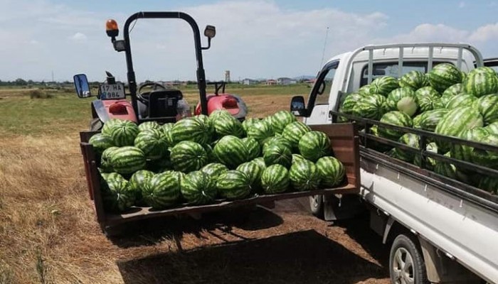   BİGA'DA KARPUZ HASADI BAŞLADI