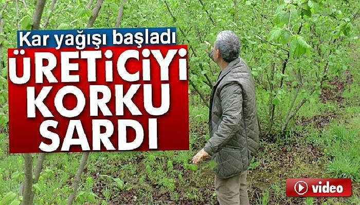 Kar yağdı, fındık üreticisini korku sardı