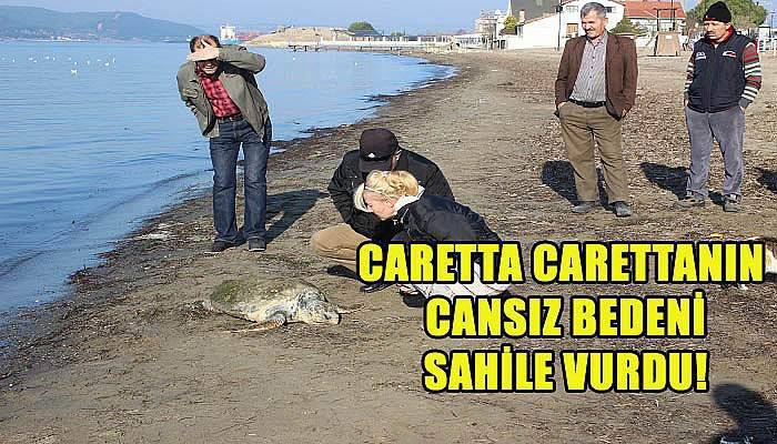 Caretta carettanın cansız bedeni sahile vurdu