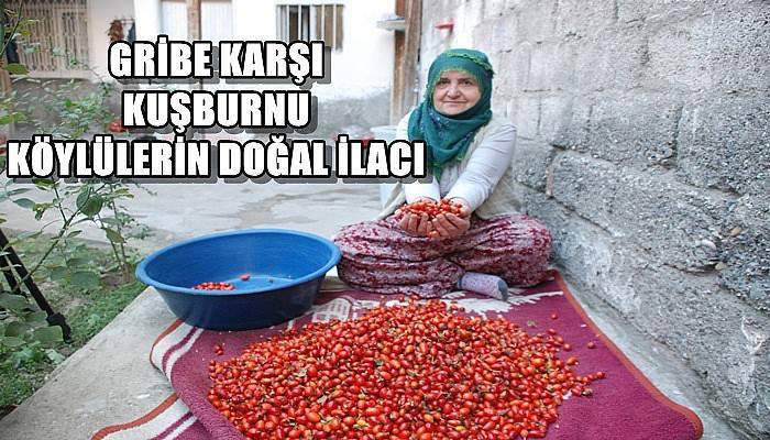 Gribe Karşı Kuşburnu Köylülerin Doğal İlacı 