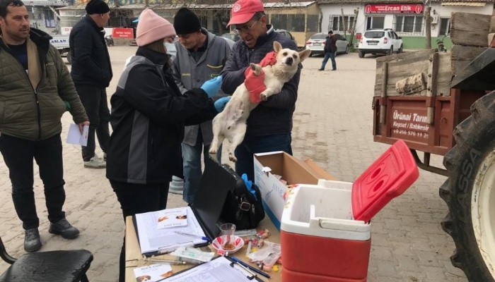 BİGA’DA SAHİPLİ KEDİ VE KÖPEKLERE KUDUZ AŞISI YAPILIYOR