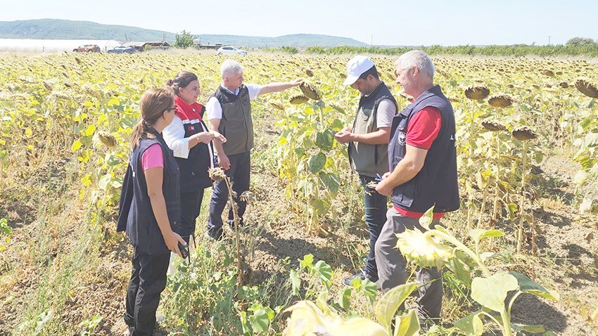 Yerli Tohum Kullanımıyla Ayçiçeği Üretiminde Artış Sağlandı