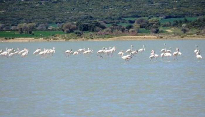 SUVLA GÖLÜ’NÜN MİSAFİRİ FLAMİNGOLAR GELDİ