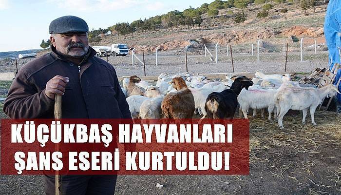 Küçükbaş Hayvanları Şans Eseri Kurtuldu!