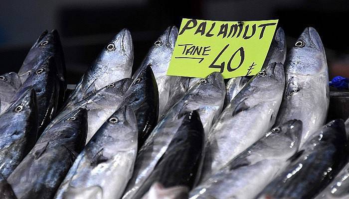 Çanakkale Boğazı'nda yakalanan ilk palamutlar tanesi 40 liradan satılıyor