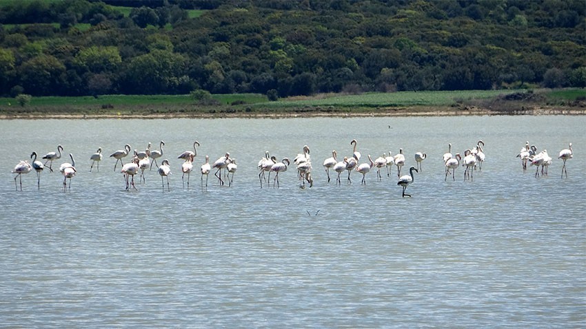 Çanakkale’de kuş sayısı arttı