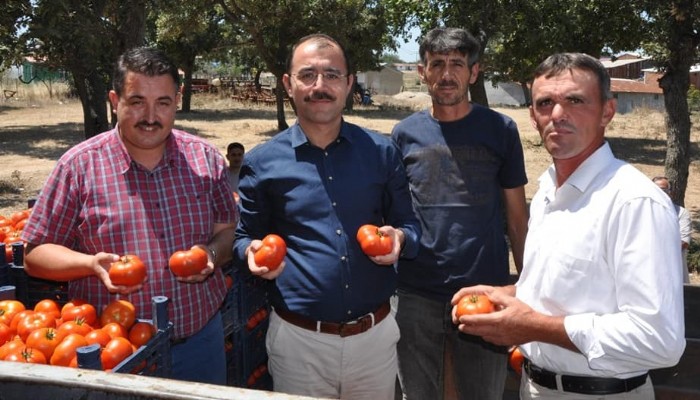 KAYMAKAM DOLU DOMATES HASADINA KATILDI