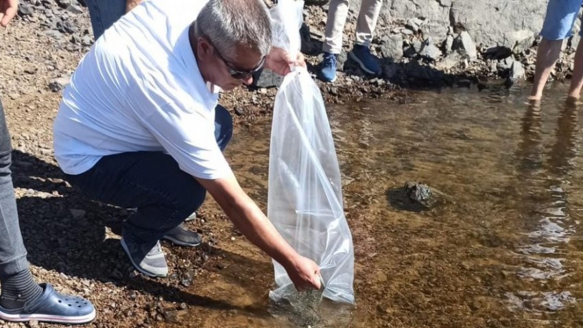 Yavru Sazanlar Lapseki Baraj ve Göletlerine Bırakıldı