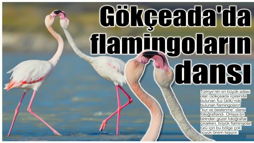 Gökçeada'da flamingoların dansı