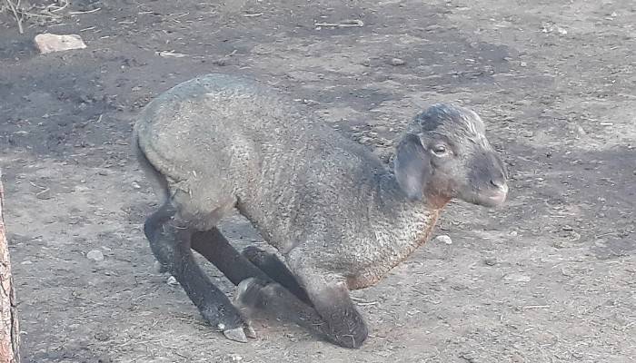 Ağıldaki yangında yavru kuzu, ölen küçükbaşların içinde annesini aradı