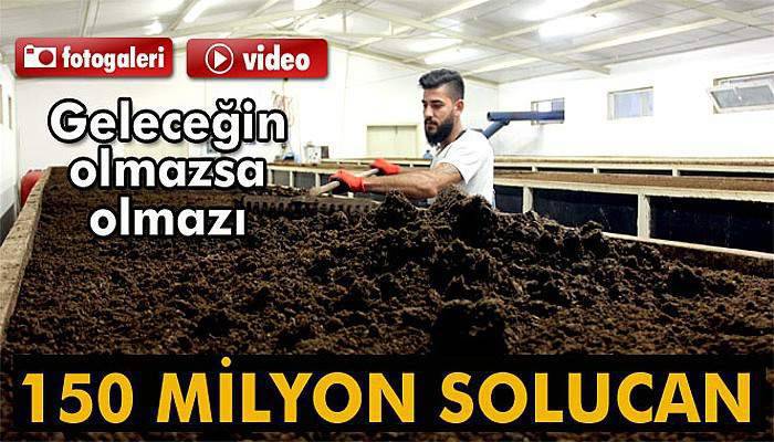 150 milyon solucanla, yılda 500 ton organik gübre üretiyor