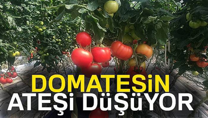  Domatesin ateşi düşüyor