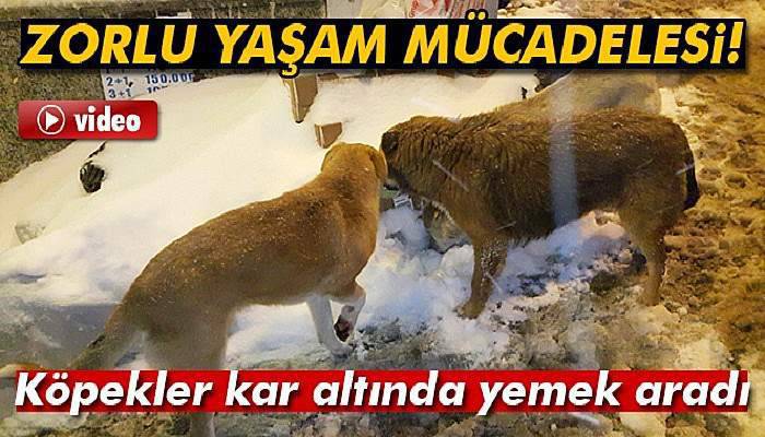  İstanbul'da köpekler kar altında yemek aradı 