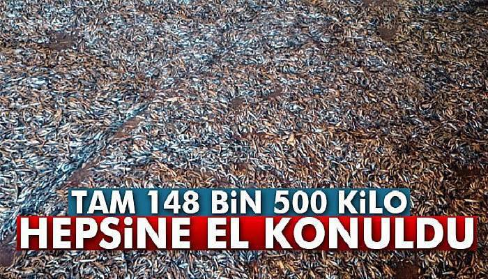 Kaçak avlanan 148 bin 500 kilo hamsiye el koyuldu