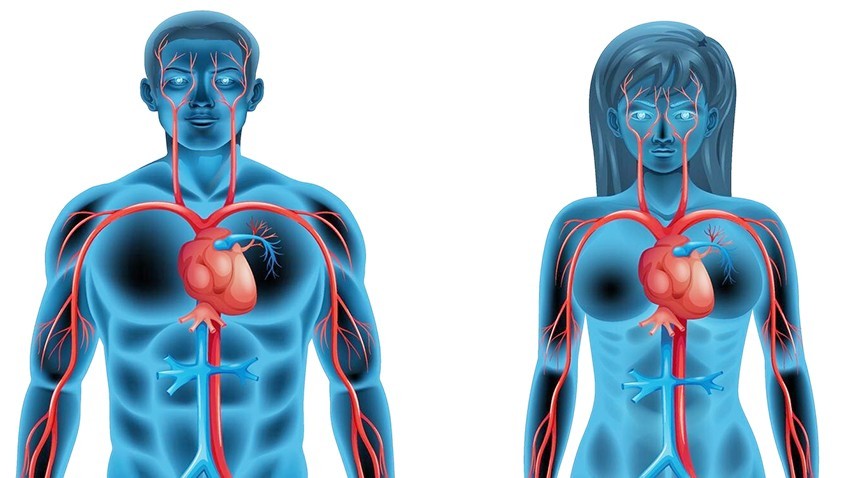 Dolaşım Sistemi Nedir? Dolaşım Sistemi Hastalıkları Nelerdir?