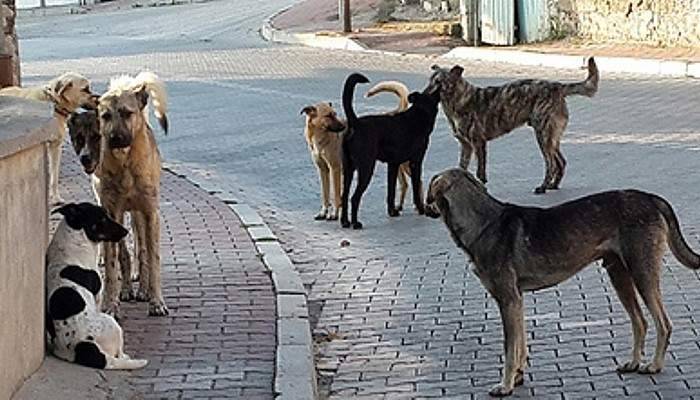 Her gün sahipsiz köpekleri besliyor