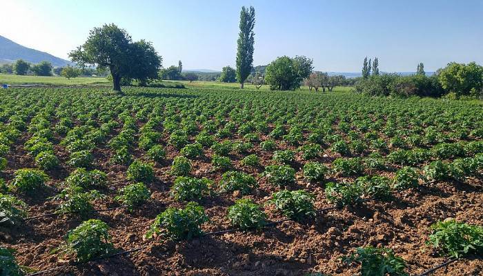 Çanakkale'de, 265 bin dekar tarım arazisi sulandı