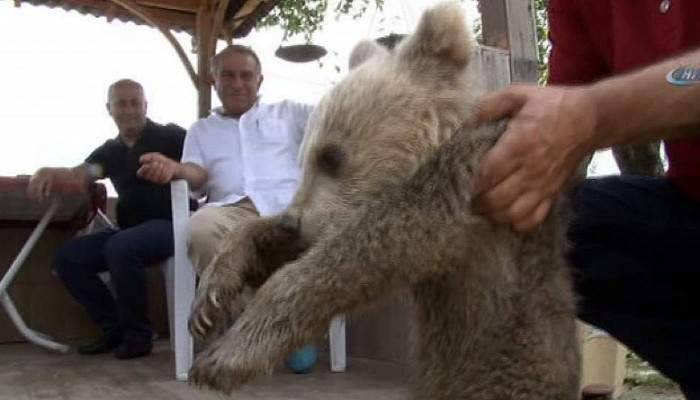 Trabzon'da korumaya alınan yavru ayı fenalaştı