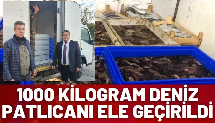 1000 kilogram deniz patlıcanı ele geçirildi