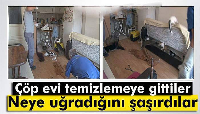 Çekyatın içinden onlarca kedi fırladı