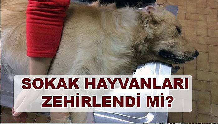 Sokak hayvanları zehirlendi mi?