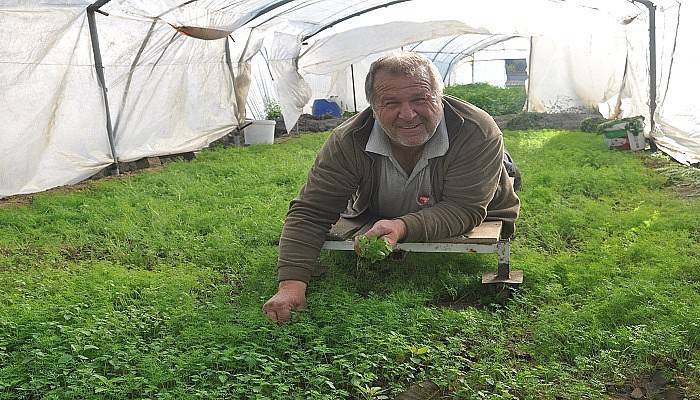 Seradaki yabani otları ürüne zarar vermemek için yürüteçle topluyor