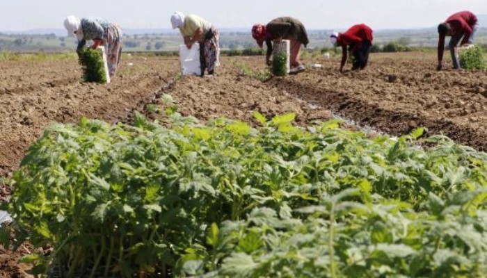 MEŞHUR ÇANAKKALE DOMATESİNİN FİDELERİ TOPRAKLA BULUŞTU