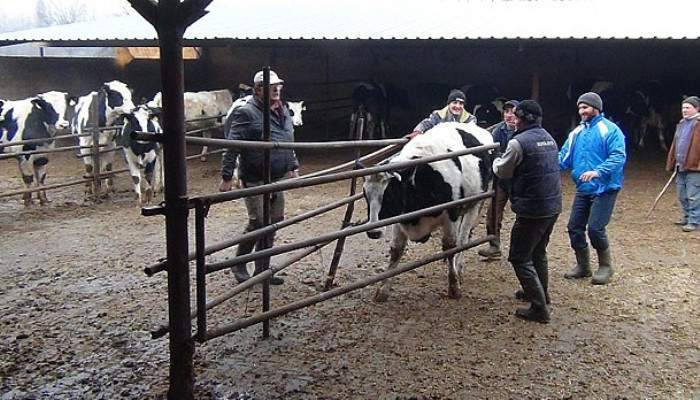 Şap salgını Bursa'ya sıçradı