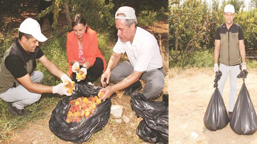 Bayramiç'te Akdeniz Meyve Sineğiyle mücadele etkinliği