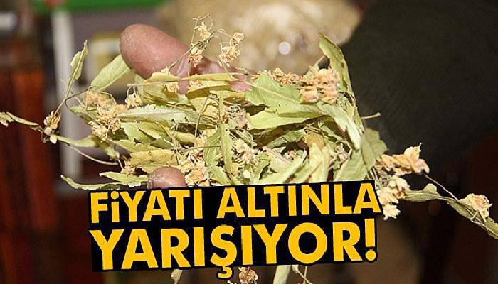 Ihlamur fiyatları altınla yarışıyor