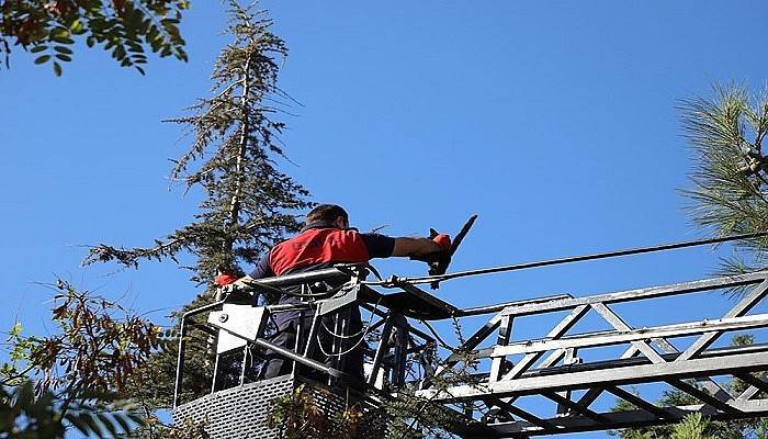 Ağaçta mahsur kalan kediyi itfaiye ekipleri kurtardı