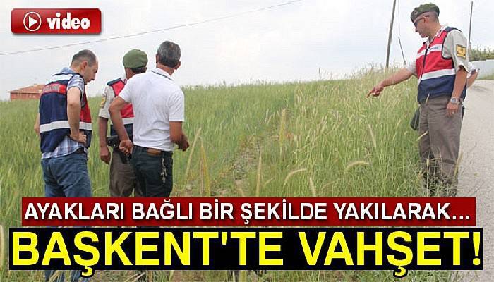 Başkent'te vahşet! Kedi ve köpekler katledildi