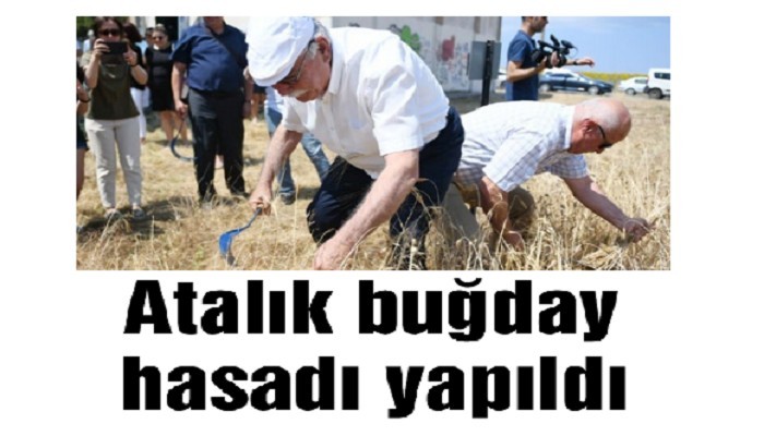 Atalık buğday hasadı yapıldı