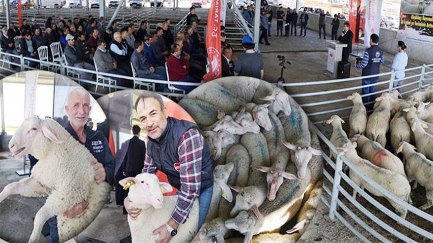 Damızlık koçlar sahiplerini buldu