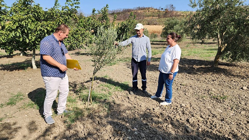 Yeniden hayat bulan zeytin fidanlarını incelendi