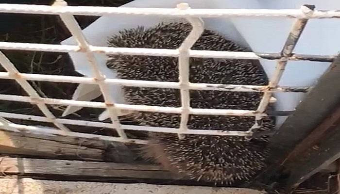 Sağlıkçı, evinin bahçe demirine sıkışan kirpiyi kurtardı