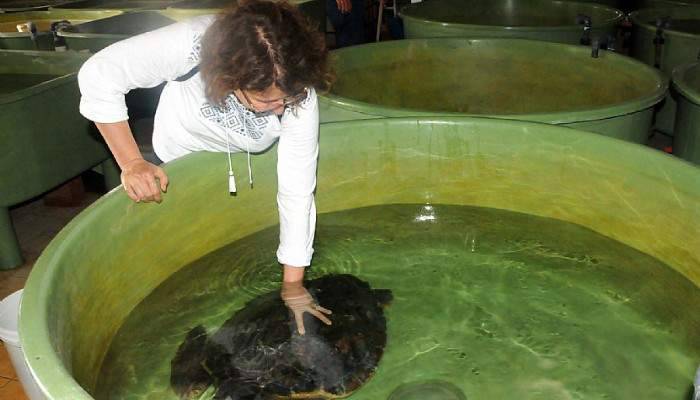 Yaralı “Caretta Caretta’lar” sondayla besleniyor