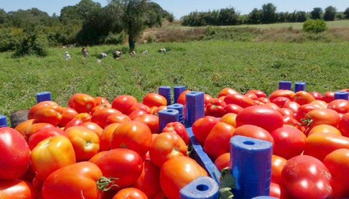 ‘Çanakkale Domatesi’ ’ne Coğrafi İşaret Tecili Geliyor