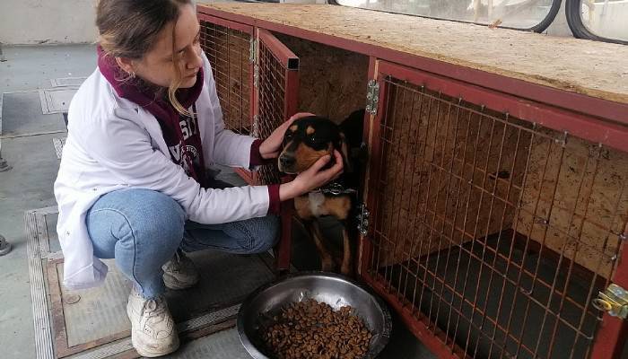 Belediye, hurda otobüsleri hayvan bakım merkezine dönüştürdü