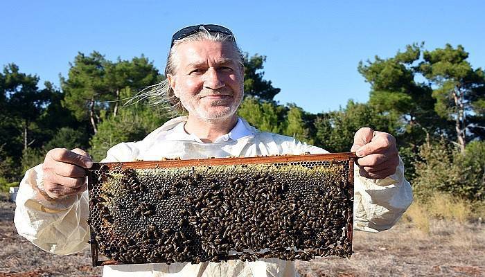 Japonlar püren balını sevdi