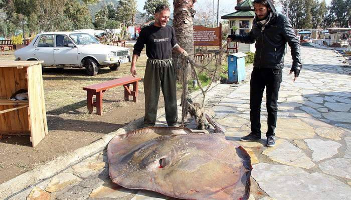 Ağlara 200 kiloluk vatoz takıldı!